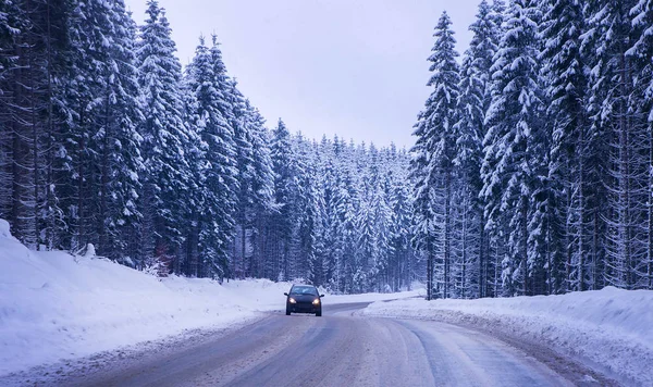 Noel kış manzara, Ladin ve çam ağaçları karla kaplı