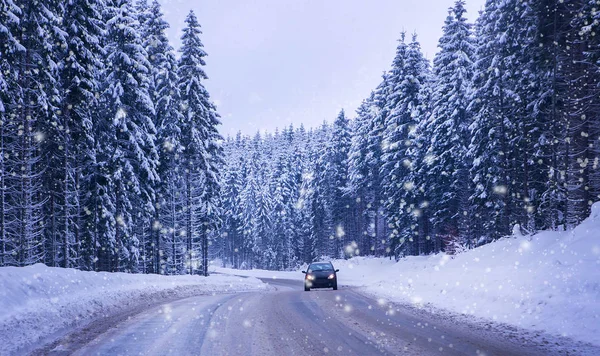 Noel kış manzara, Ladin ve çam ağaçları karla kaplı