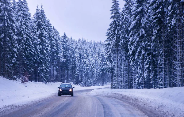 Noel kış manzara, Ladin ve çam ağaçları karla kaplı