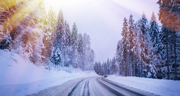 Noel kış manzara, Ladin ve çam ağaçları karla kaplı