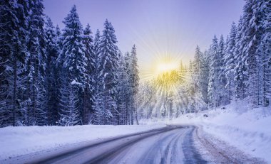 Noel kış manzara, Ladin ve çam ağaçları karla kaplı