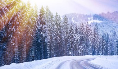 Noel kış manzara, Ladin ve çam ağaçları karla kaplı