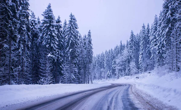 Noel kış manzara, Ladin ve çam ağaçları karla kaplı