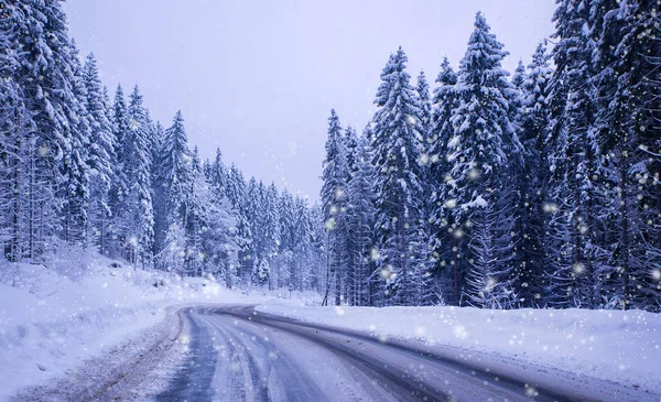 Noel kış manzara, Ladin ve çam ağaçları karla kaplı