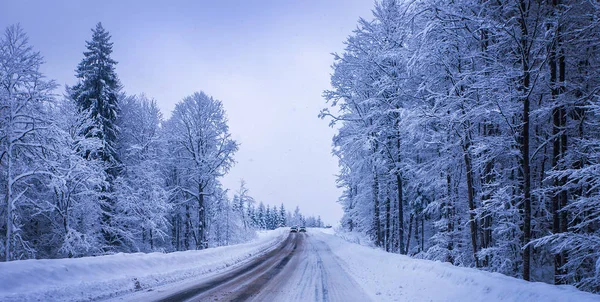 Рождественский зимний пейзаж, ель и сосны, покрытые снегом — стоковое фото