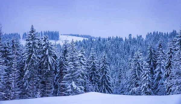 Noel kış manzara, Ladin ve çam ağaçları karla kaplı