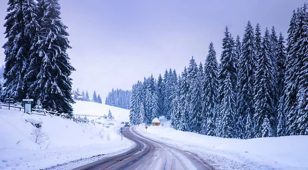 Рождественский зимний пейзаж, ель и сосны, покрытые снегом — стоковое фото
