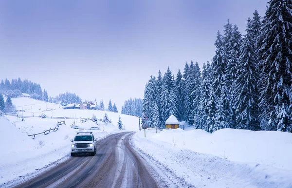 Noel kış manzara, Ladin ve çam ağaçları karla kaplı
