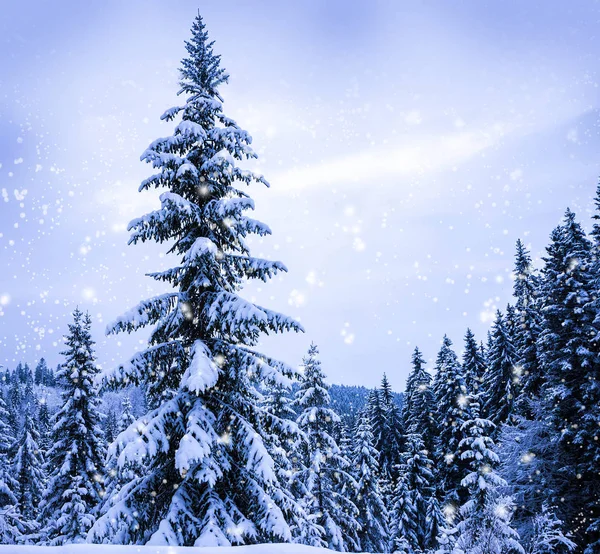 クリスマス冬の風景 — ストック写真