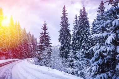 Noel kış manzara, Ladin ve çam ağaçları dağ yolda kar ile kaplı