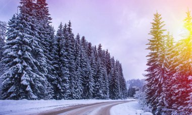 Noel kış manzara, Ladin ve çam ağaçları dağ yolda kar ile kaplı