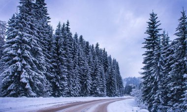 Noel kış manzara, Ladin ve çam ağaçları dağ yolda kar ile kaplı