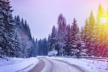 Noel kış manzara, Ladin ve çam ağaçları dağ yolda kar ile kaplı