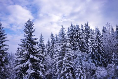 Noel kış manzara, Ladin ve çam ağaçları dağ yolda kar ile kaplı
