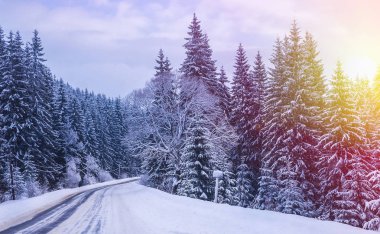 Noel kış manzara, Ladin ve çam ağaçları dağ yolda kar ile kaplı