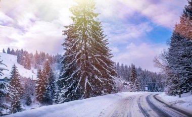 Noel kış manzara, Ladin ve çam ağaçları dağ yolda kar ile kaplı