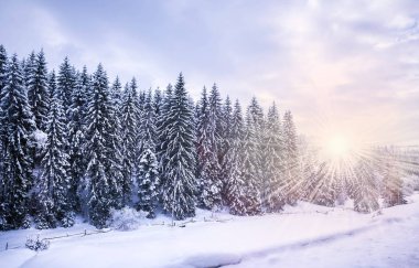 Noel kış manzara, Ladin ve çam ağaçları dağ yolda kar ile kaplı