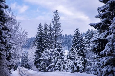 Noel kış manzara, Ladin ve çam ağaçları dağ yolda kar ile kaplı