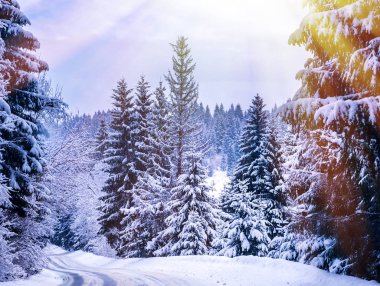 Noel kış manzara, Ladin ve çam ağaçları dağ yolda kar ile kaplı