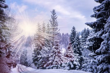 Noel kış manzara, Ladin ve çam ağaçları dağ yolda kar ile kaplı