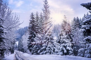 Noel kış manzara, Ladin ve çam ağaçları dağ yolda kar ile kaplı