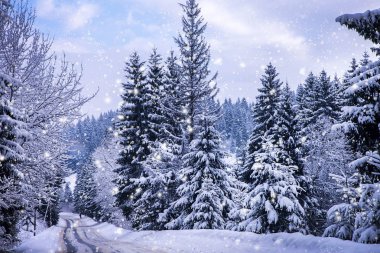 Noel kış manzara, Ladin ve çam ağaçları dağ yolda kar ile kaplı