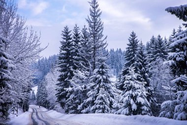 Noel kış manzara, Ladin ve çam ağaçları dağ yolda kar ile kaplı