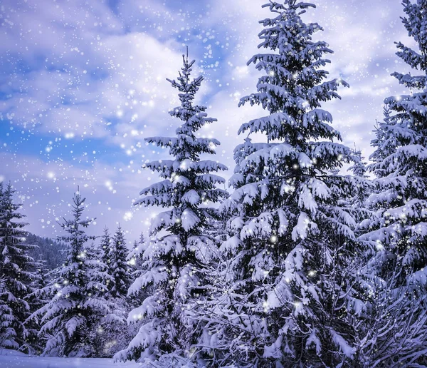 Paysage Hiver Noël Épinettes Pins Recouverts Neige Sur Route Montagne — Photo