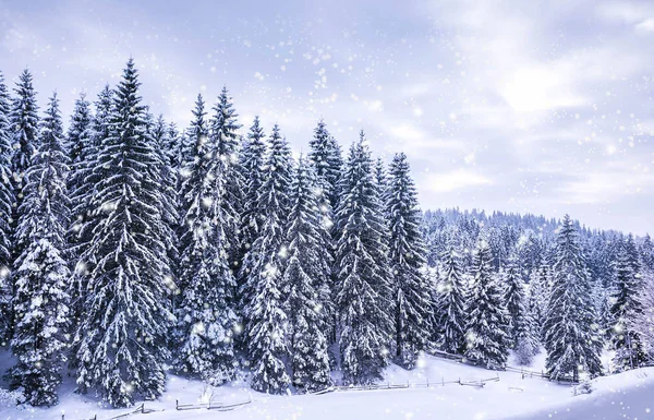 クリスマス冬の風景 トウヒや松の木が山の道で雪に覆われました — ストック写真