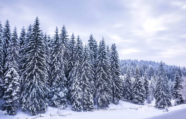 Рождественский Зимний Пейзаж Ель Сосны Покрытые Снегом Горной Дороге — стоковое фото