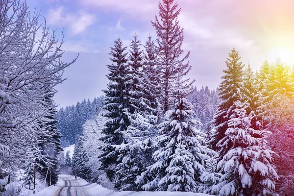 Kerst Winter Landschap Spar Dennen Bomen Bedekt Met Sneeuw Bergweg — Stockfoto