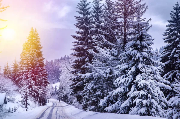 クリスマス冬の風景 トウヒや松の木が山の道で雪に覆われました — ストック写真