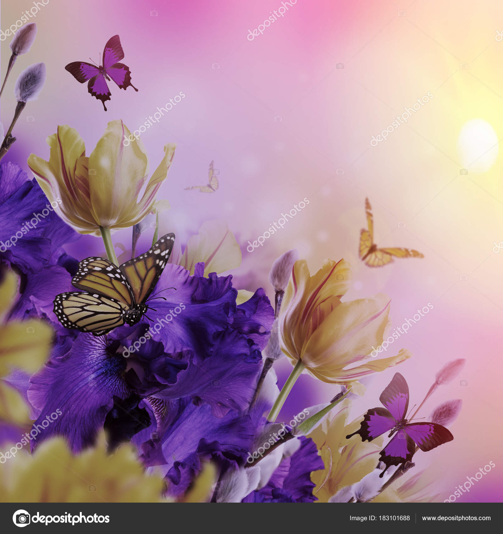 紫色鸢尾花与黄色郁金香和蝴蝶在模糊的背景春天概念——图库图片© seqoya #183101688