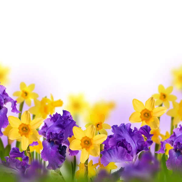 Iris Viola Con Narcisi Gialle Sfondo Sfocato Concetto Primaverile — Foto Stock