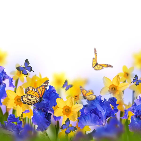 Butterflies Flying Blue Irises Yellow Daffodils Blurred Background Spring Concept — Stock Photo, Image