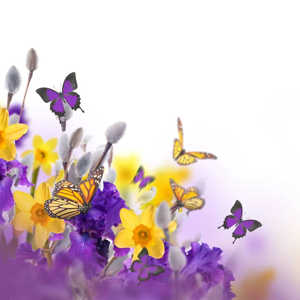 Borboletas Voando Sobre Íris Violetas Com Narcisos Amarelos Salgueiro Fundo — Fotografia de Stock