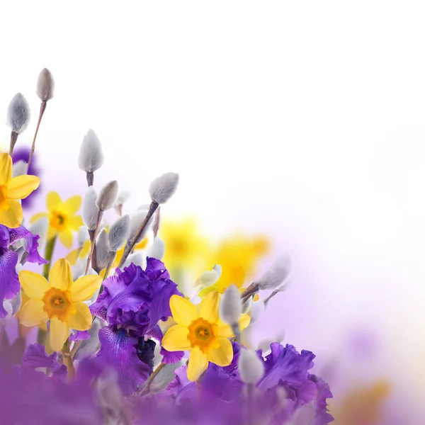 Фиолетовые Ирисы Желтые Нарциссы Ива Размытом Фоне Весенняя Концепция — стоковое фото