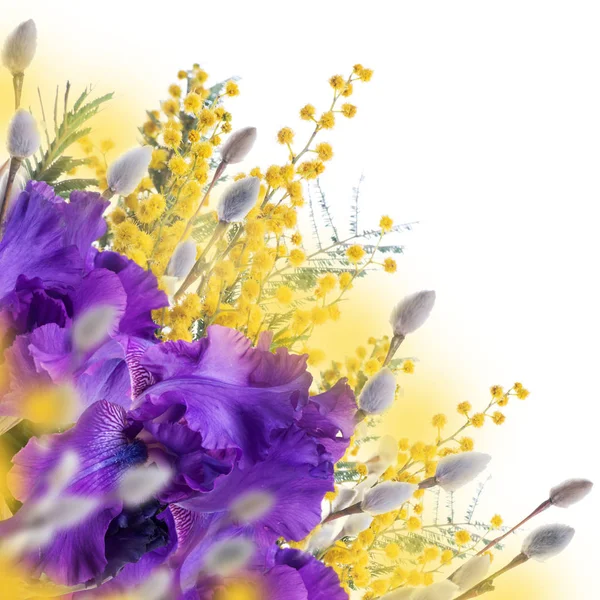 Violet Irises Yellow Mimosa Willow Blurred Background Spring Concept — Stock Photo, Image