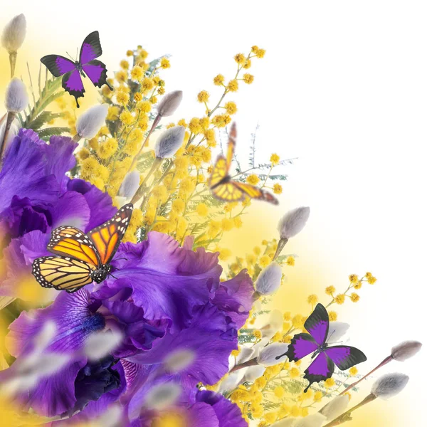 Borboletas Voando Sobre Íris Violetas Com Mimosa Amarela Salgueiro Fundo — Fotografia de Stock