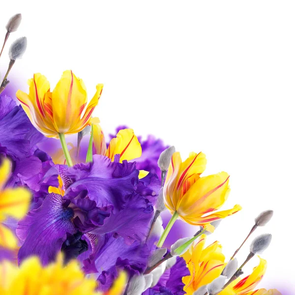 Iris Viola Con Tulipani Gialli Salice Sfondo Sfocato Concetto Primaverile — Foto Stock
