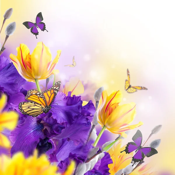 Violet Irissen Met Gele Tulpen Wilg Met Vlinders Onscherpe Achtergrond — Stockfoto