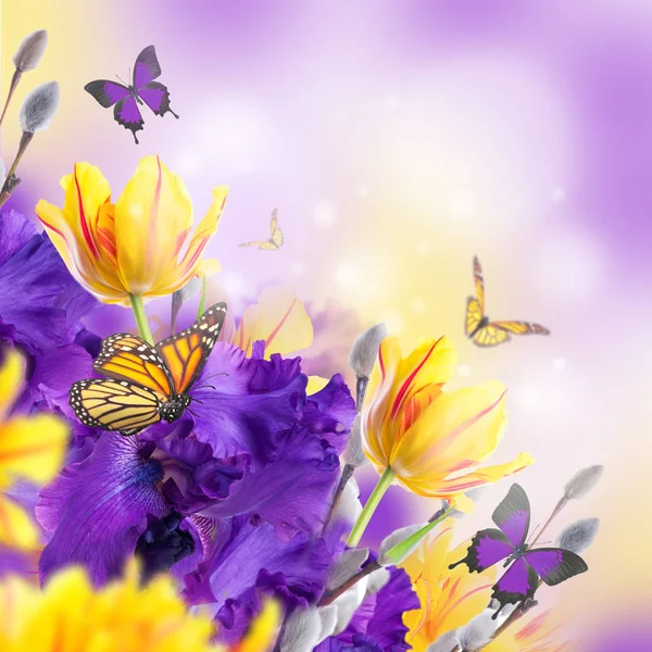 紫色鸢尾花与黄色郁金香和蝴蝶在模糊的背景 春天概念 — 图库照片