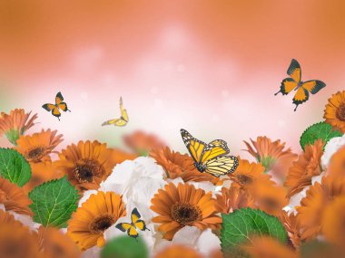 Bright orange and white chrysanthemums with flying butterflies on blurred orange background