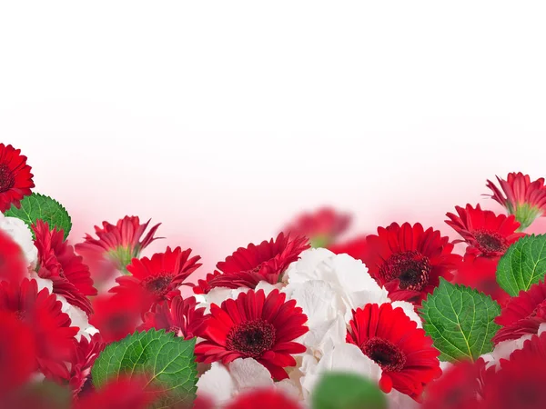 Crisantemos Rojos Blancos Aislados Sobre Fondo Blanco —  Fotos de Stock