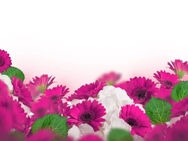 白色背景明亮的粉红色和白色菊花 — 图库照片