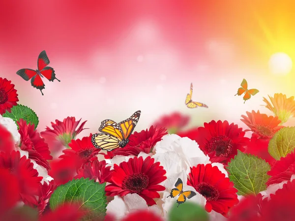 Crisantemos Rojos Blancos Brillantes Con Mariposas Voladoras Sobre Fondo Rojo —  Fotos de Stock