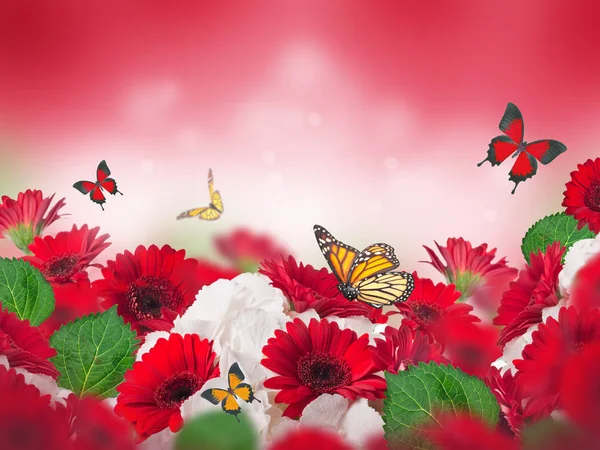 赤背景をぼかした写真の蝶の飛翔と明るい赤と白の菊 — ストック写真