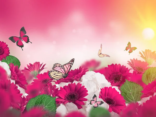 Crisantemos Rosados Blancos Brillantes Con Mariposas Voladoras Sobre Fondo Rosa —  Fotos de Stock
