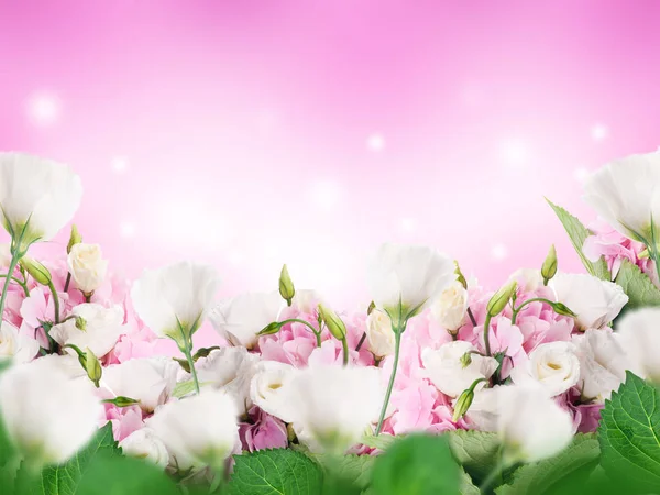 Composição Floral Com Eustomas Brancos Rosa Frescos Fundo Rosa Gradiente — Fotografia de Stock