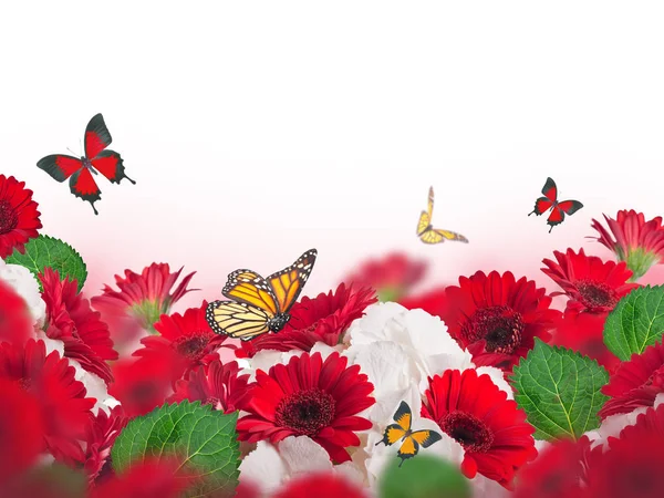 Mehrfarbige Chrysanthemen Auf Einem Floralen Hintergrund — Stockfoto